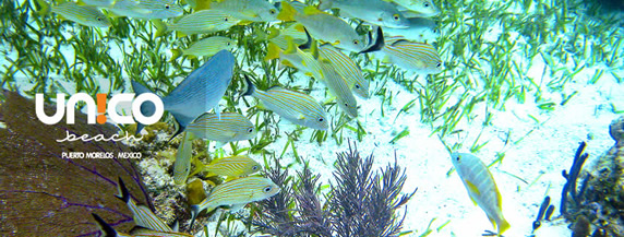 turtle reef puerto morelos